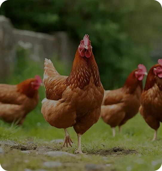 Backyard Chicken Feed Supplement (optional use depending on local guidelines)
